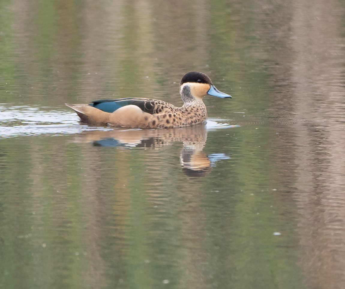 image Hottentot Teal